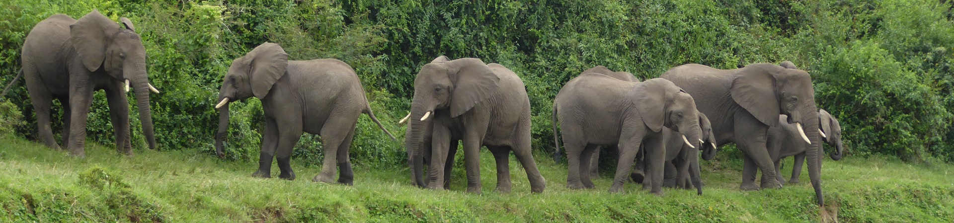Elephants at Queen Elizabeth National Park in Uganda