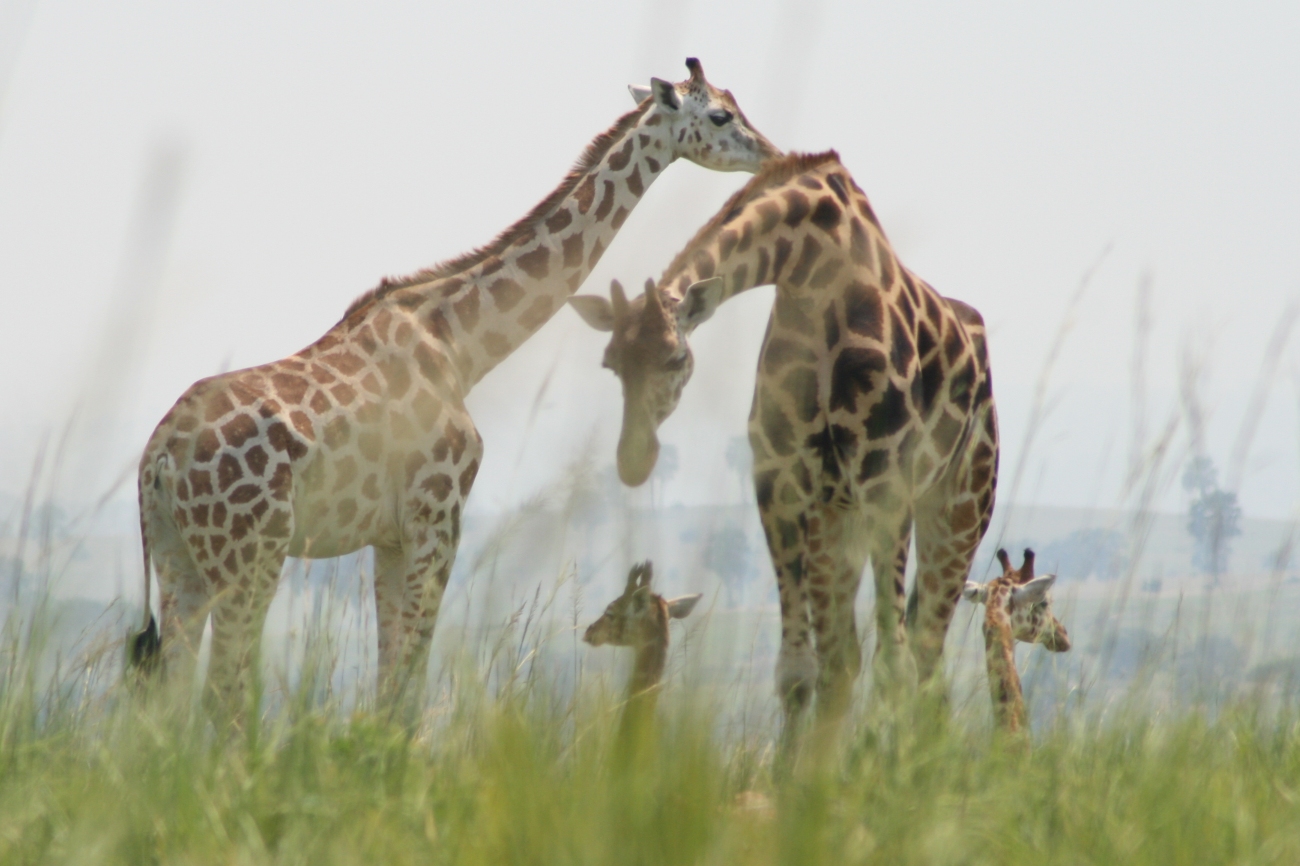 Giraffe family seen on-a game drive in murchison falls national park Uganda