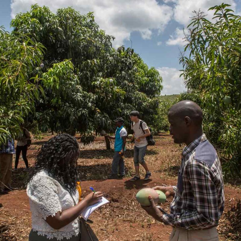 Researchers on a visit to a mango farm in Uganda