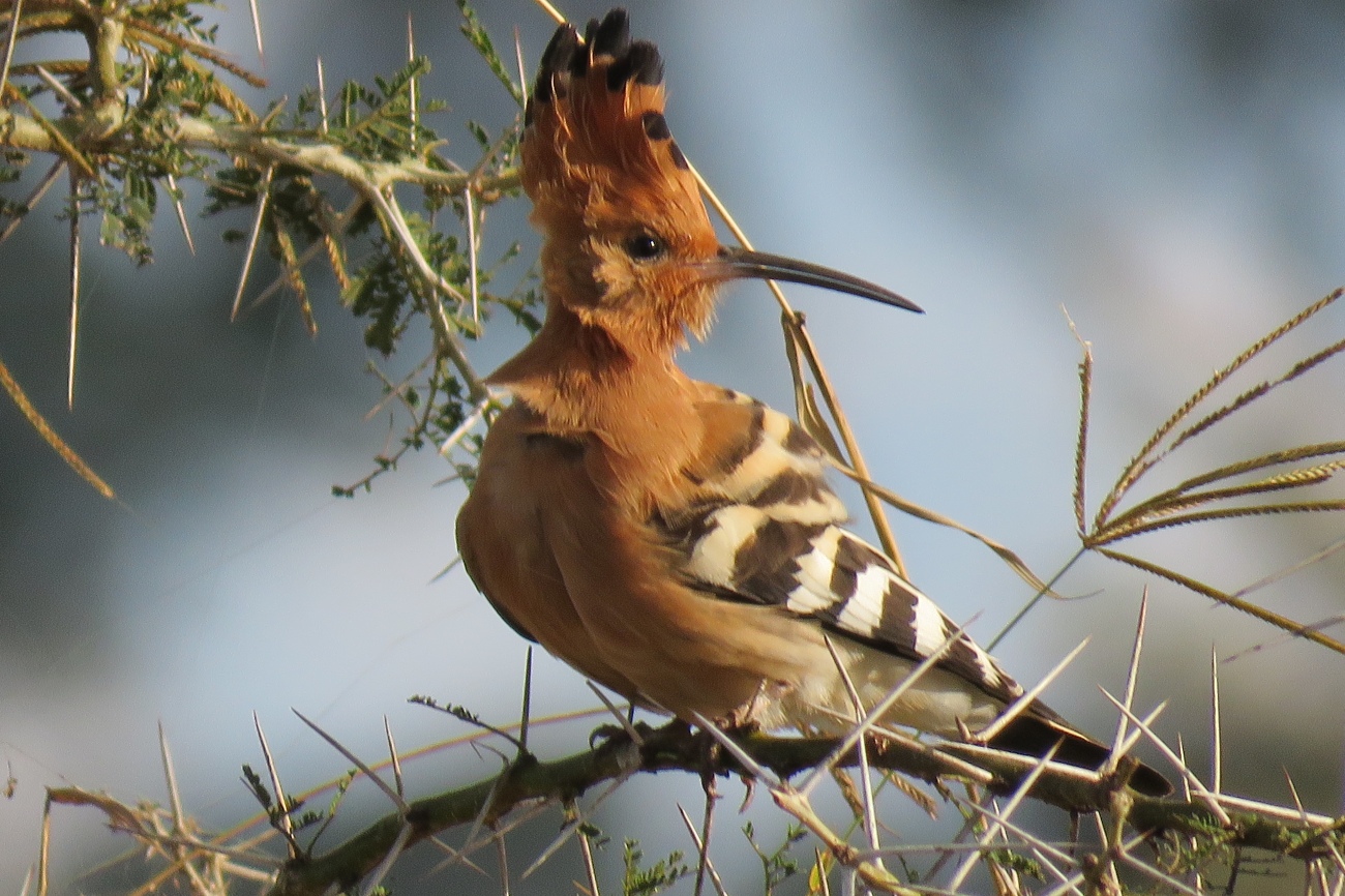 African Hoopoe Kidepo Valley national park