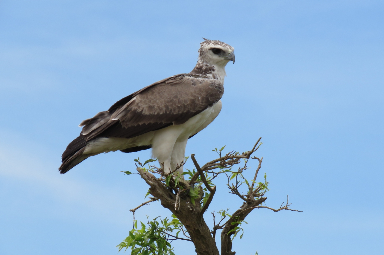 Martial Eagle Queen Elizabeth national park, Uganda