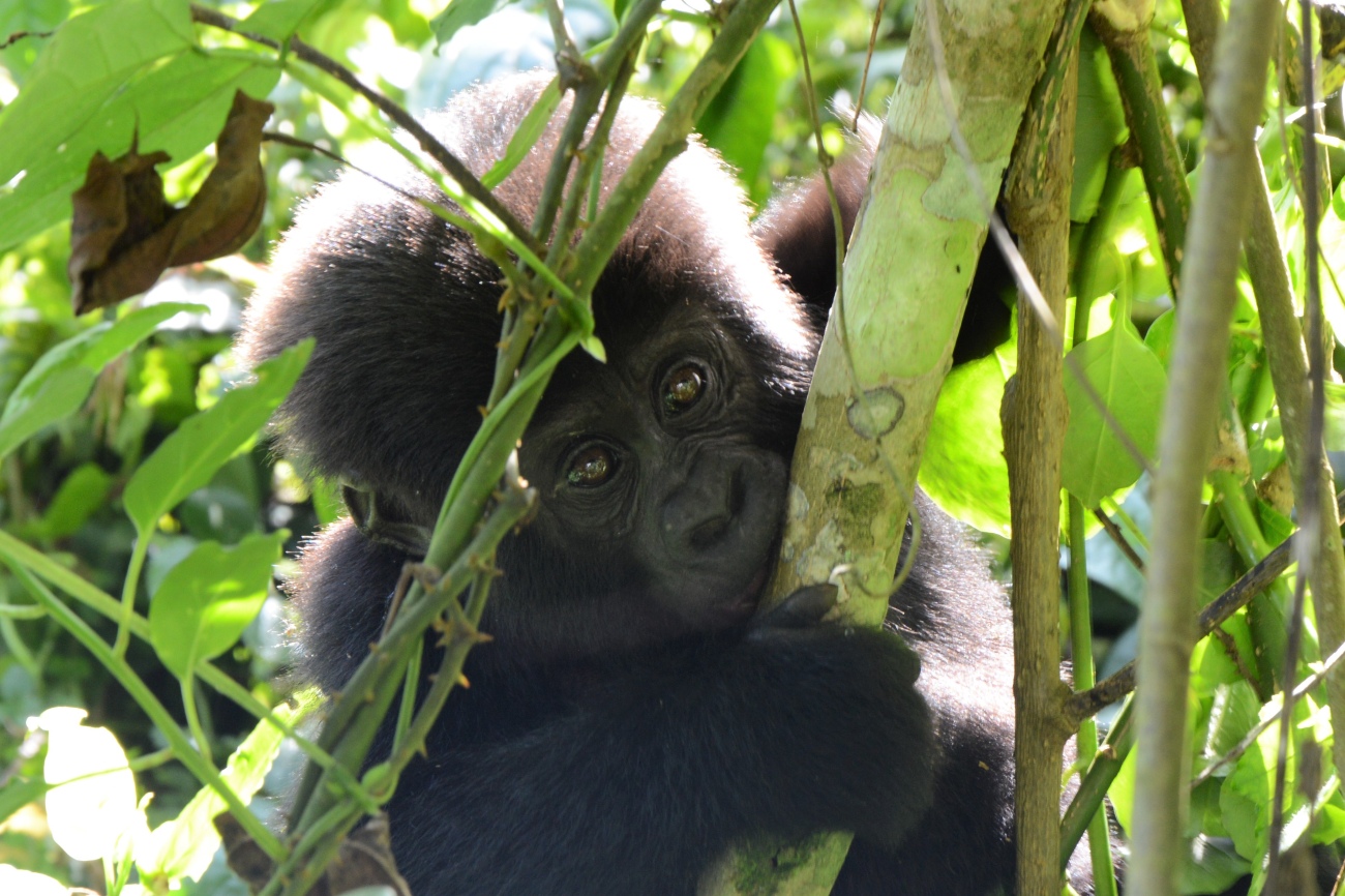 Baby gorilla Bwindi Impenetrable forest
