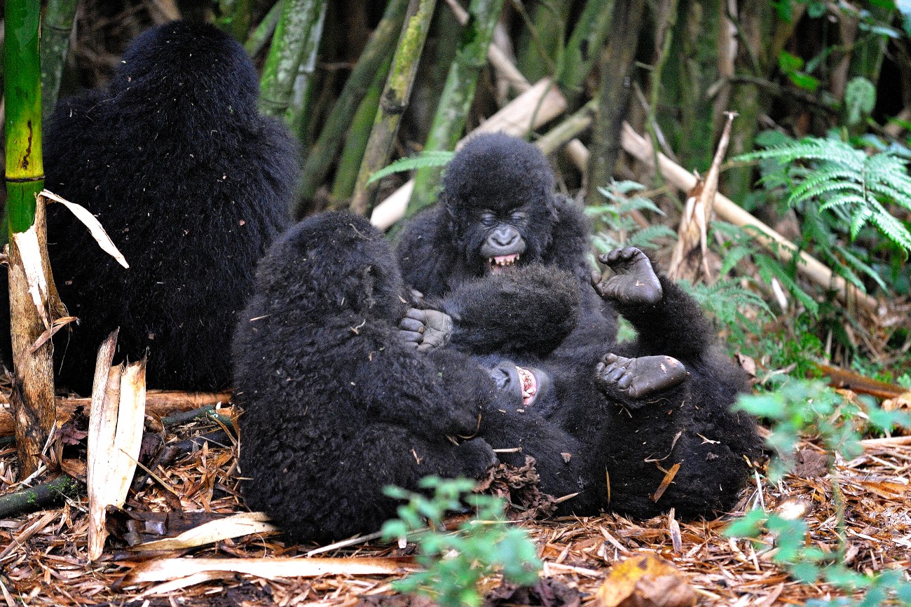 Baby gorillas playing Bwindi Impenetrable forest