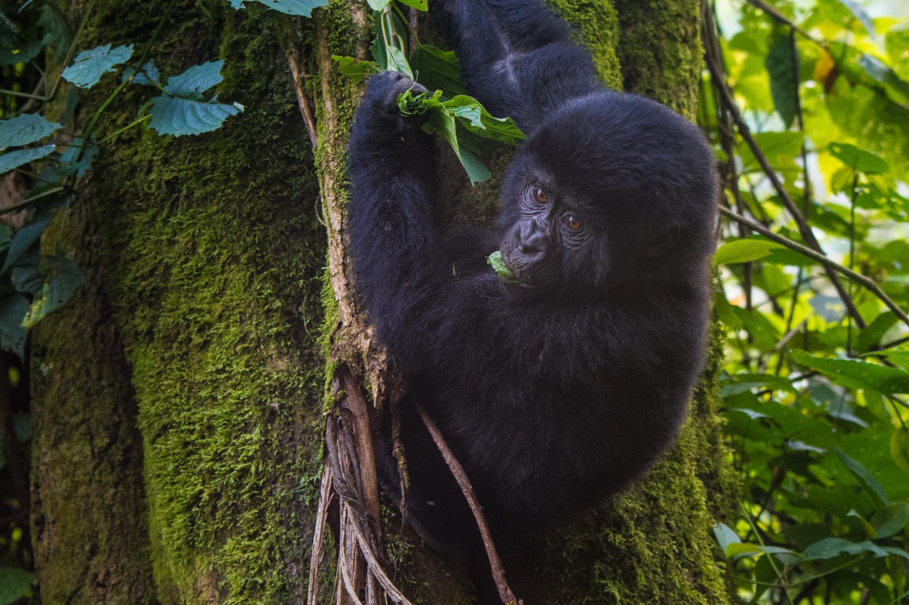 Baby gorilla feeding, Bwindi Impenetrable forest