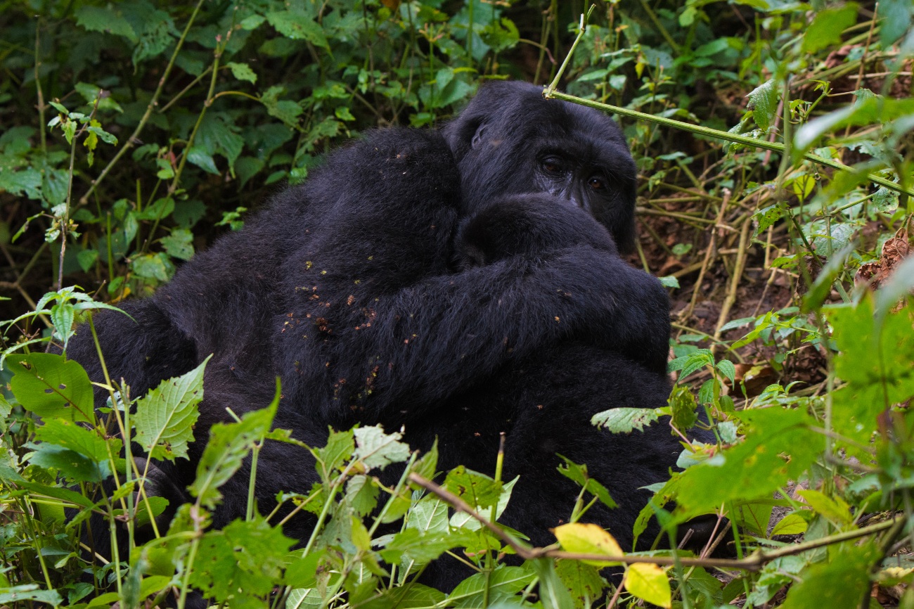 Baby gorilla and mother Bwindi Impenetrable forest