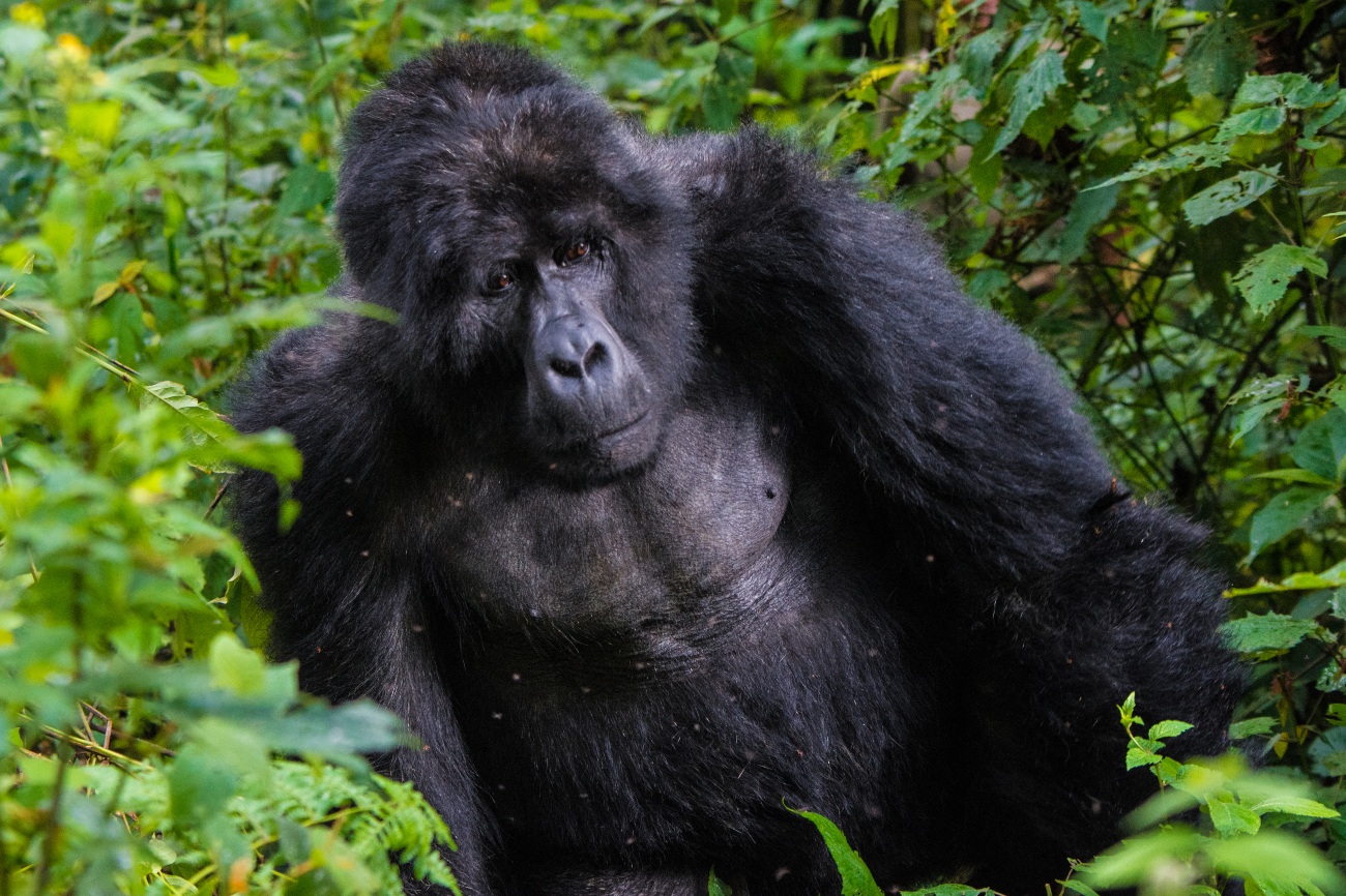Gorilla Bwindi Impenetrable forest