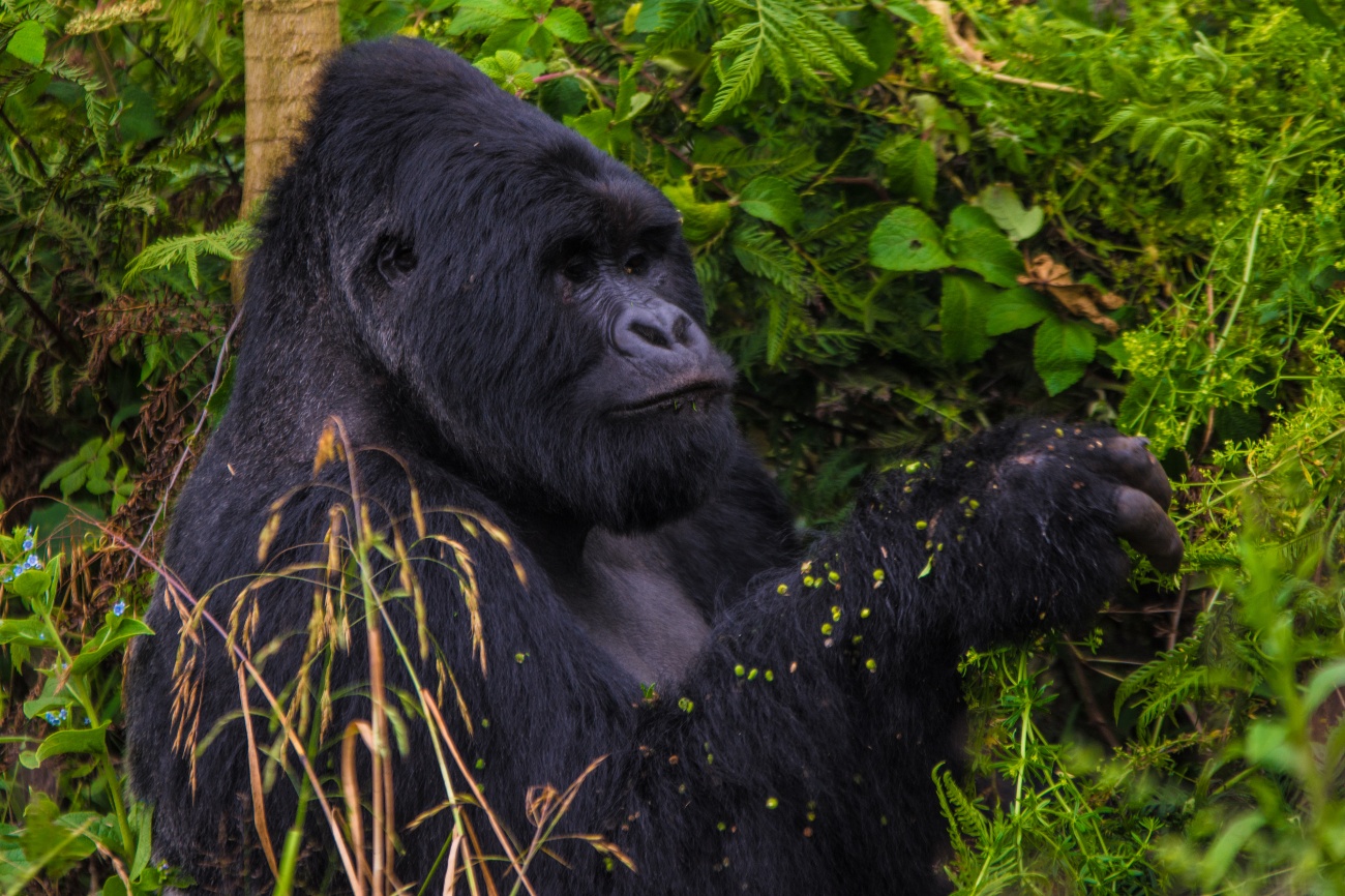 Gorilla Mgahinga gorilla national park