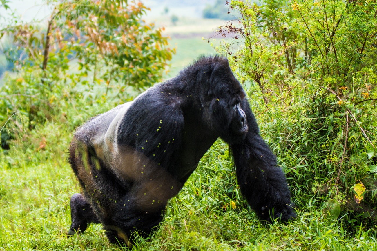 Silverback Mgahinga gorilla national park Uganda