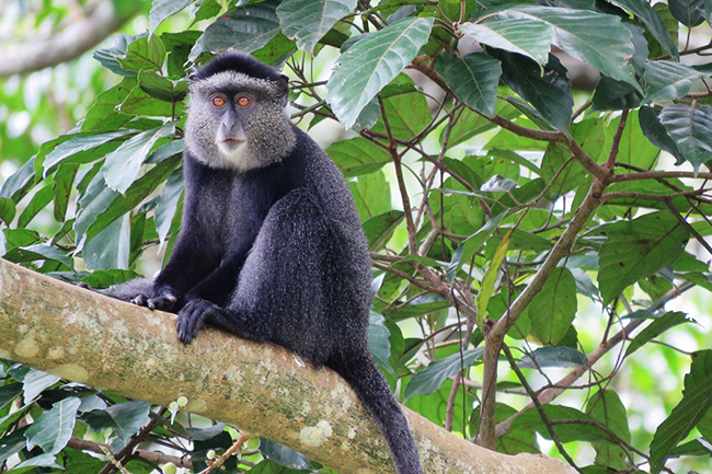 A blue Monkey is seen sitting in a tree on a Venture Uganda art safari