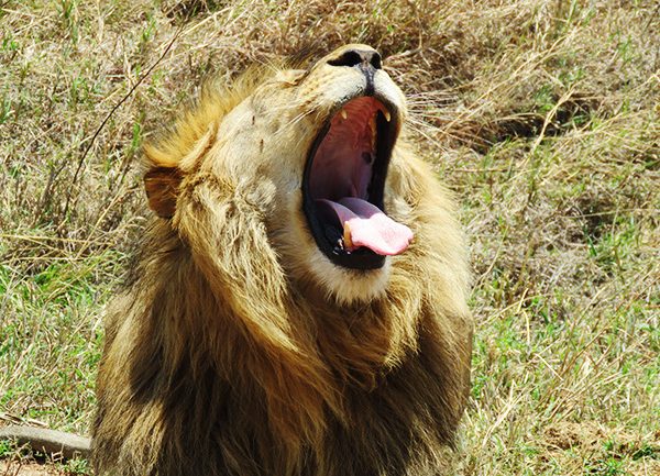 Lion with his mouth wide open on an art safari in Uganda with Venture Uganda