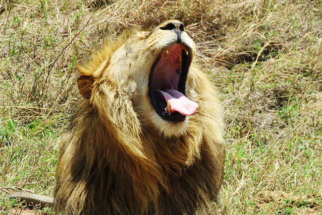 Lion with his mouth wide open on an art safari in Uganda with Venture Uganda
