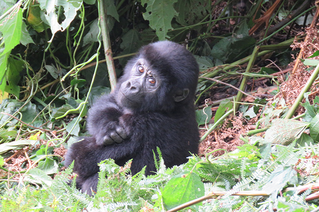 A baby gorilla was spotted by guests on a Venture Uganda art safari