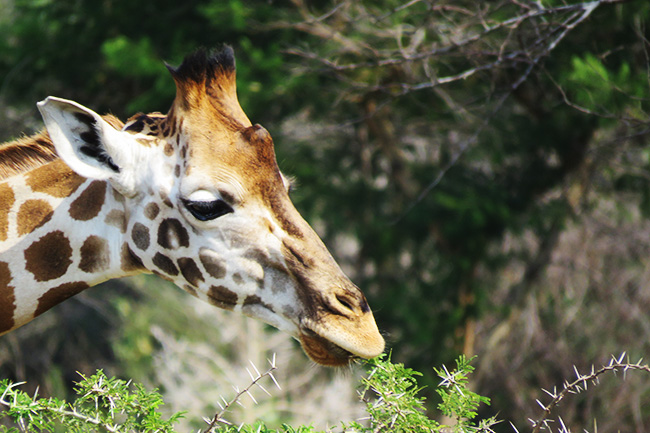 A giraffe eats from a tree seen on a safari with Venture Uganda