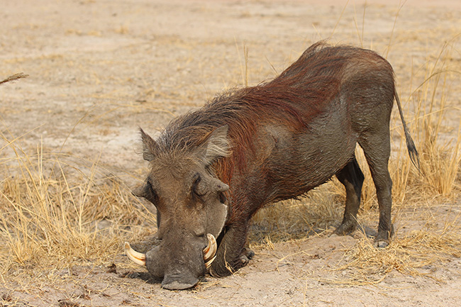 A hog photographed on an art safari with Venture Uganda