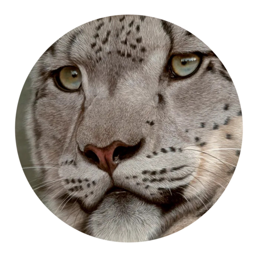 Snow leopard by artist Kerry Newell
