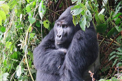 A silverback gorilla spotted on safari with Venture Uganda