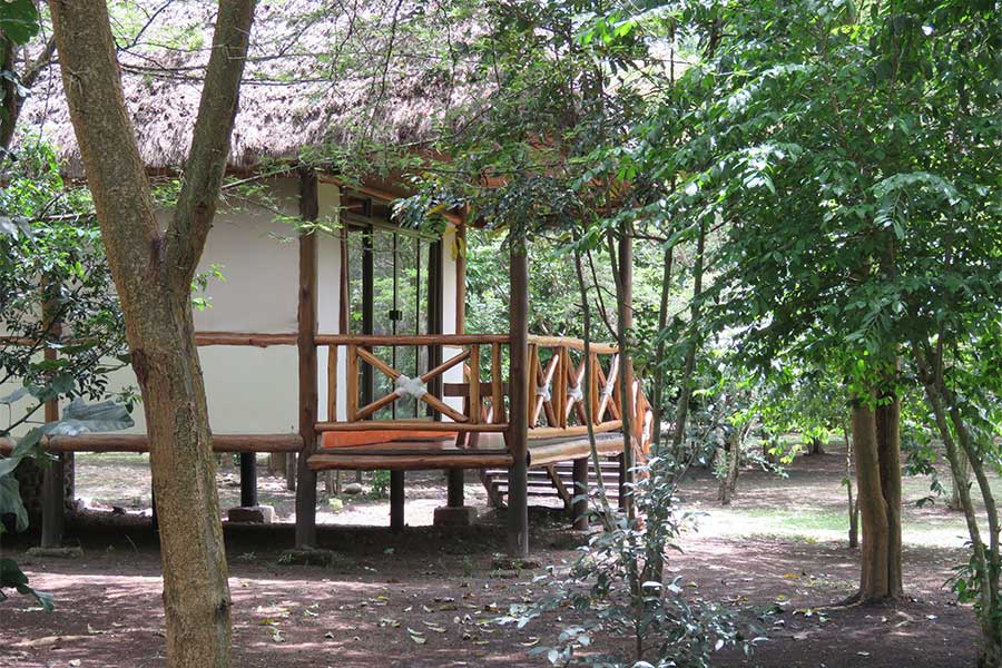 Ishasha Jungle Lodge accommodation in Queen Elizabeth National Park, Uganda