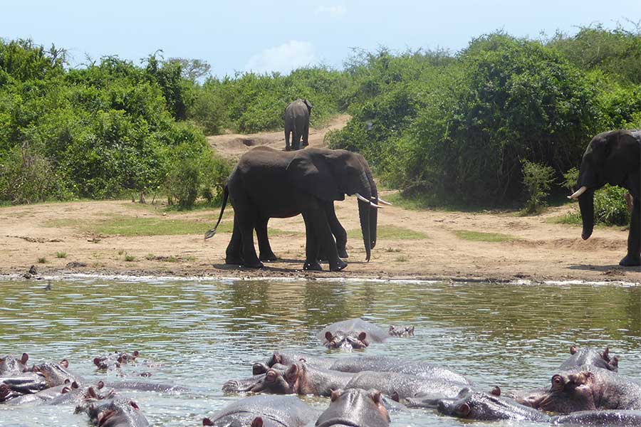 Hippos and elephants on the shore of the Kazinga Channel during a boat cruise