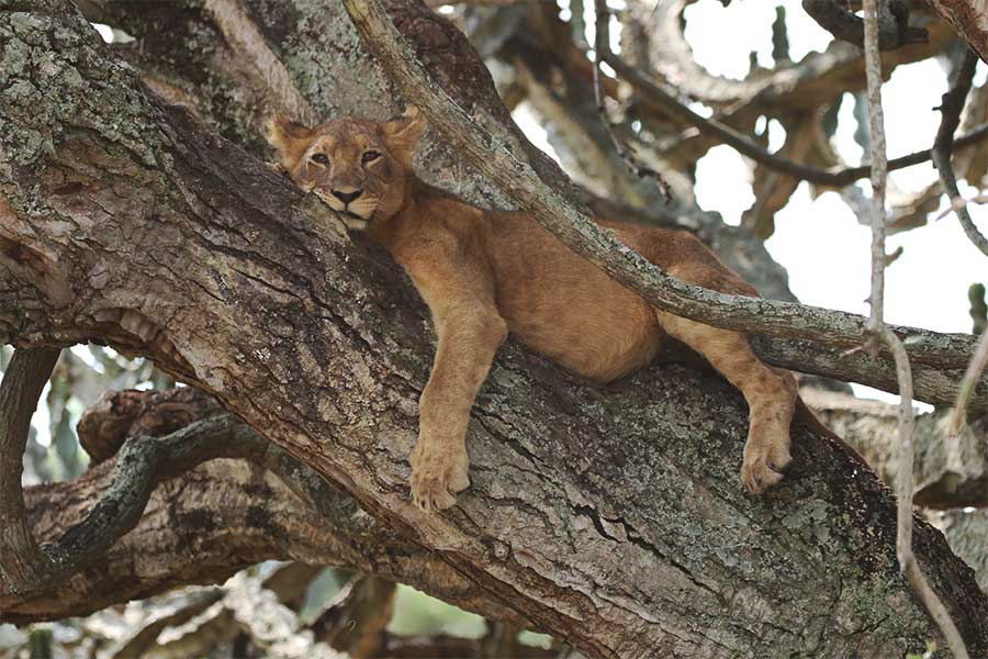 Tree climbing lion relaxes up high in a tree in Queen Elizabeth National Park, Uganda