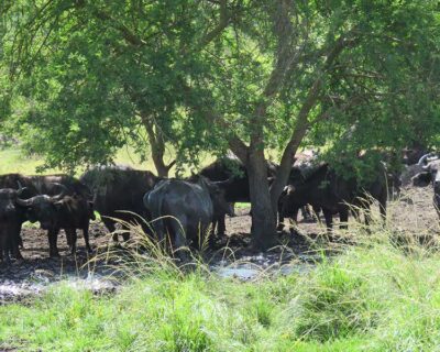 A large herd of buffalo enjoying some mud and shade