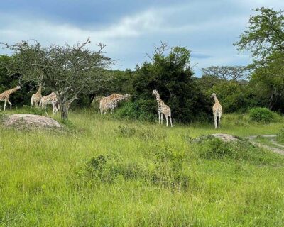 Giraffe in Lake Mburo National Park, Uganda