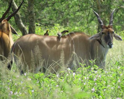 The elusive eland - the largest of the antelopes – complete with Oxpeckers dining on the ticks