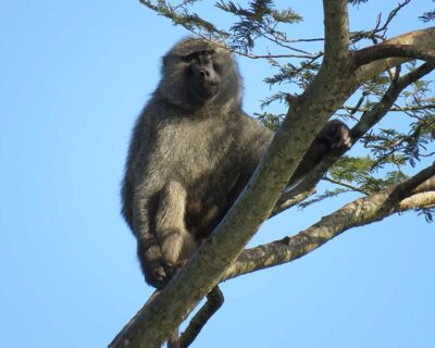 Baboons in the trees