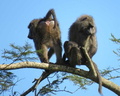 Baboons in the trees