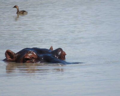 Hippo on Lake Mburo, Uganda