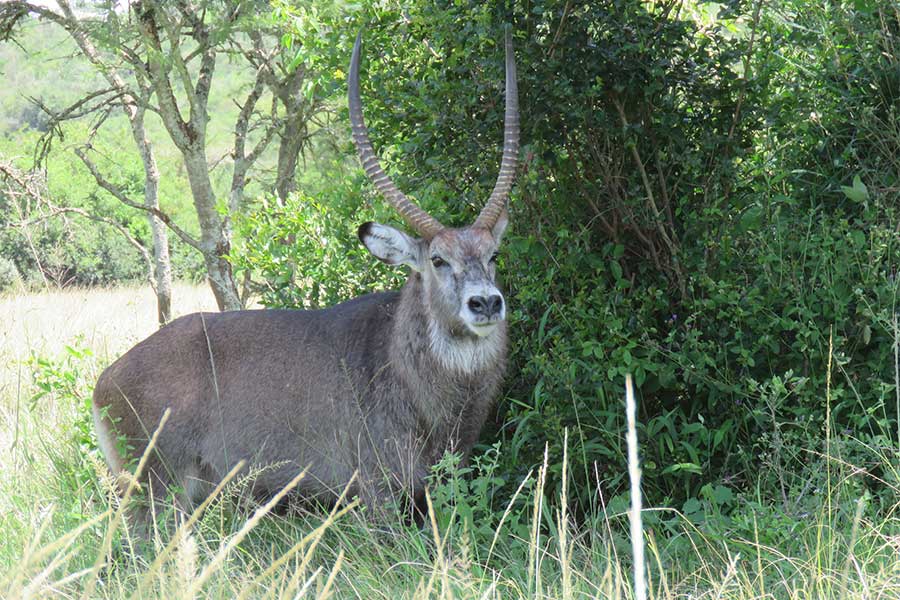 The magnificent male waterbuck – like the Scottish dear – produces a very good portrait