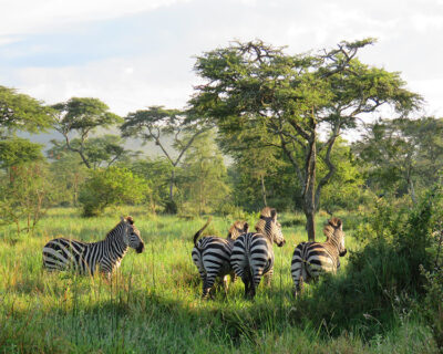 Lake Mburo National Park, Uganda, looks lush and green in rainy season and the abundant animals seem fat and healthy