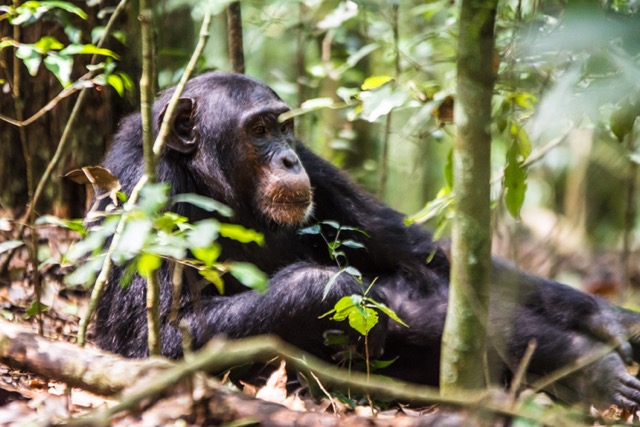 Chimp relaxes in Kibale National Park - Picture: Uganda Tourism Board