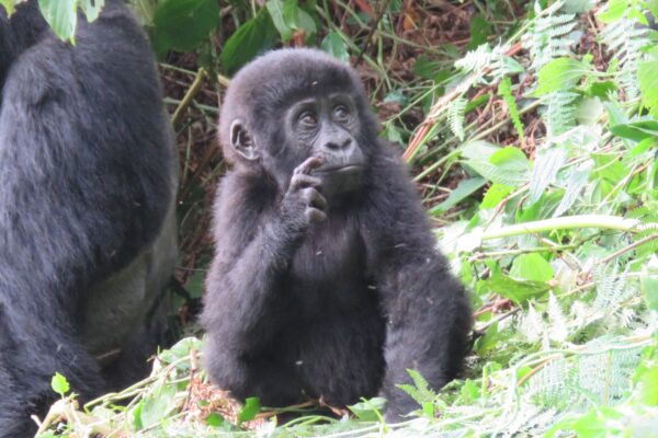 Baby gorilla in Bwindi Forest in Uganda Baby gorilla in Bwindi Forest in Uganda