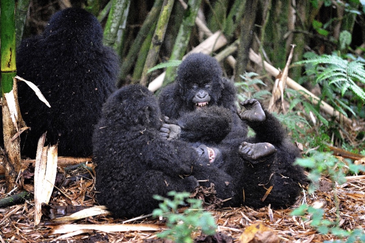 Gorilla Tracking in Uganda