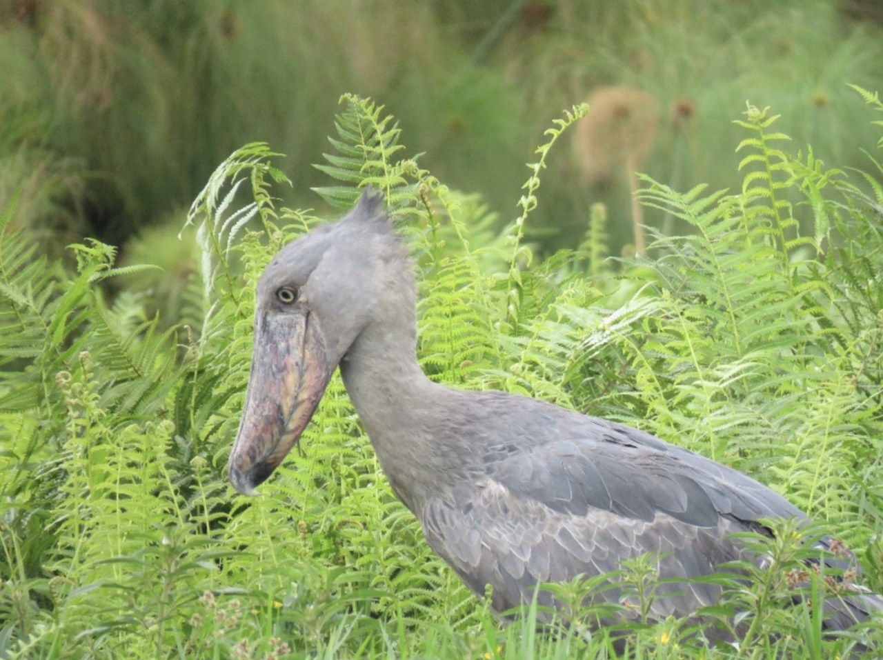 Peak season for birding in Uganda