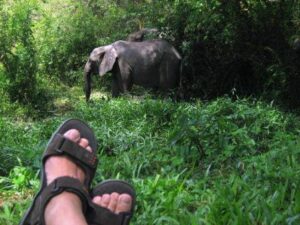Elephants-at-Ishasha-River-lodge-shasha-QENP