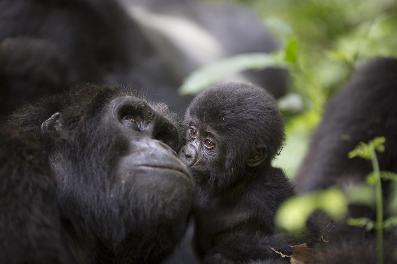 Support-conservation-projects-Uganda