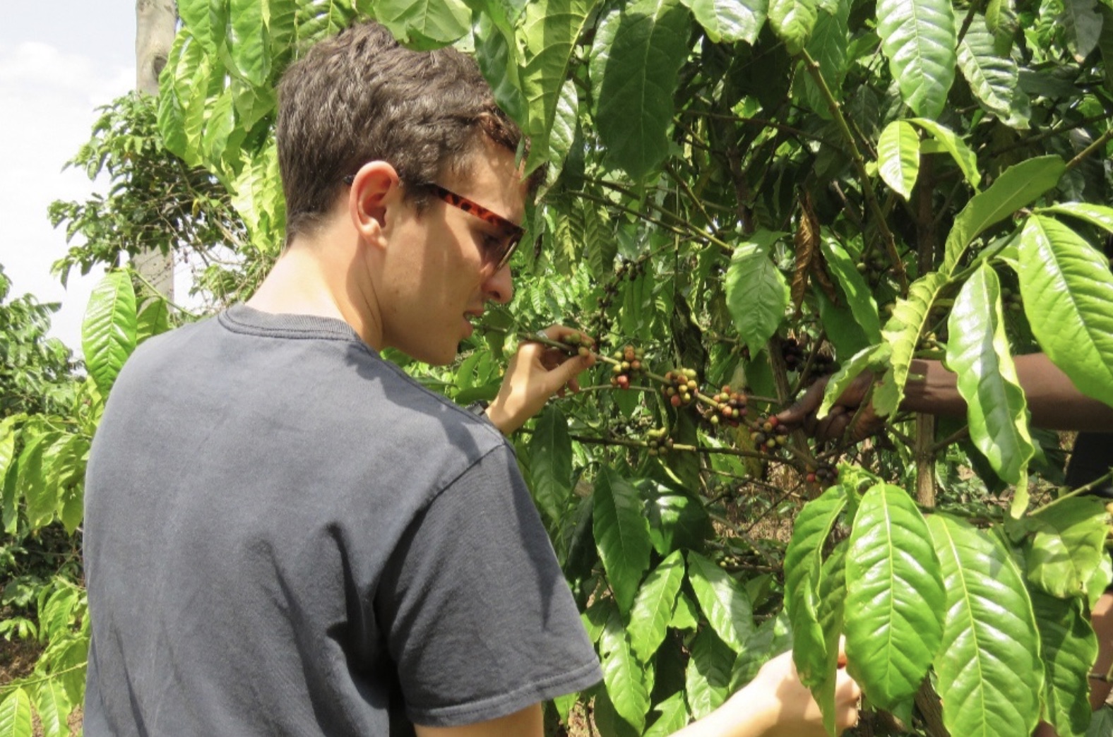 Harvest ripe coffee ‘cherries’ on the farm