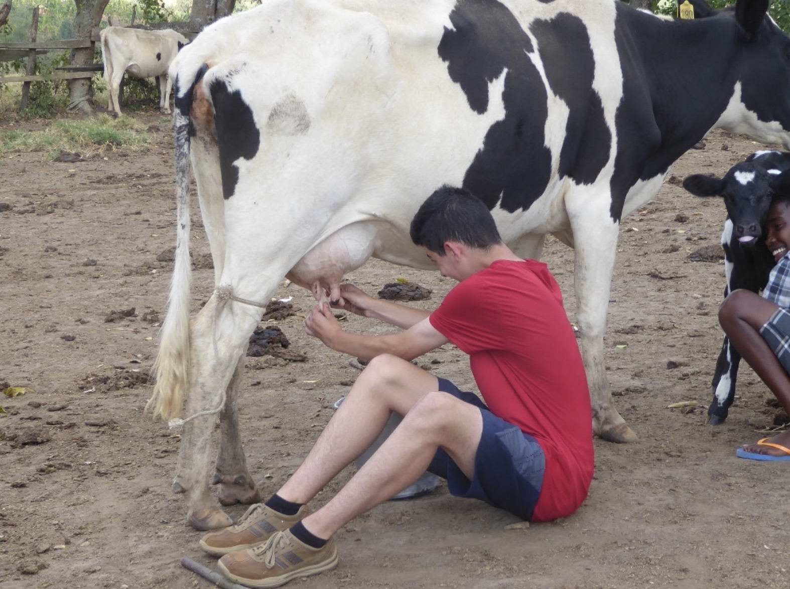 Milking the cows: experience daily life in rural Uganda