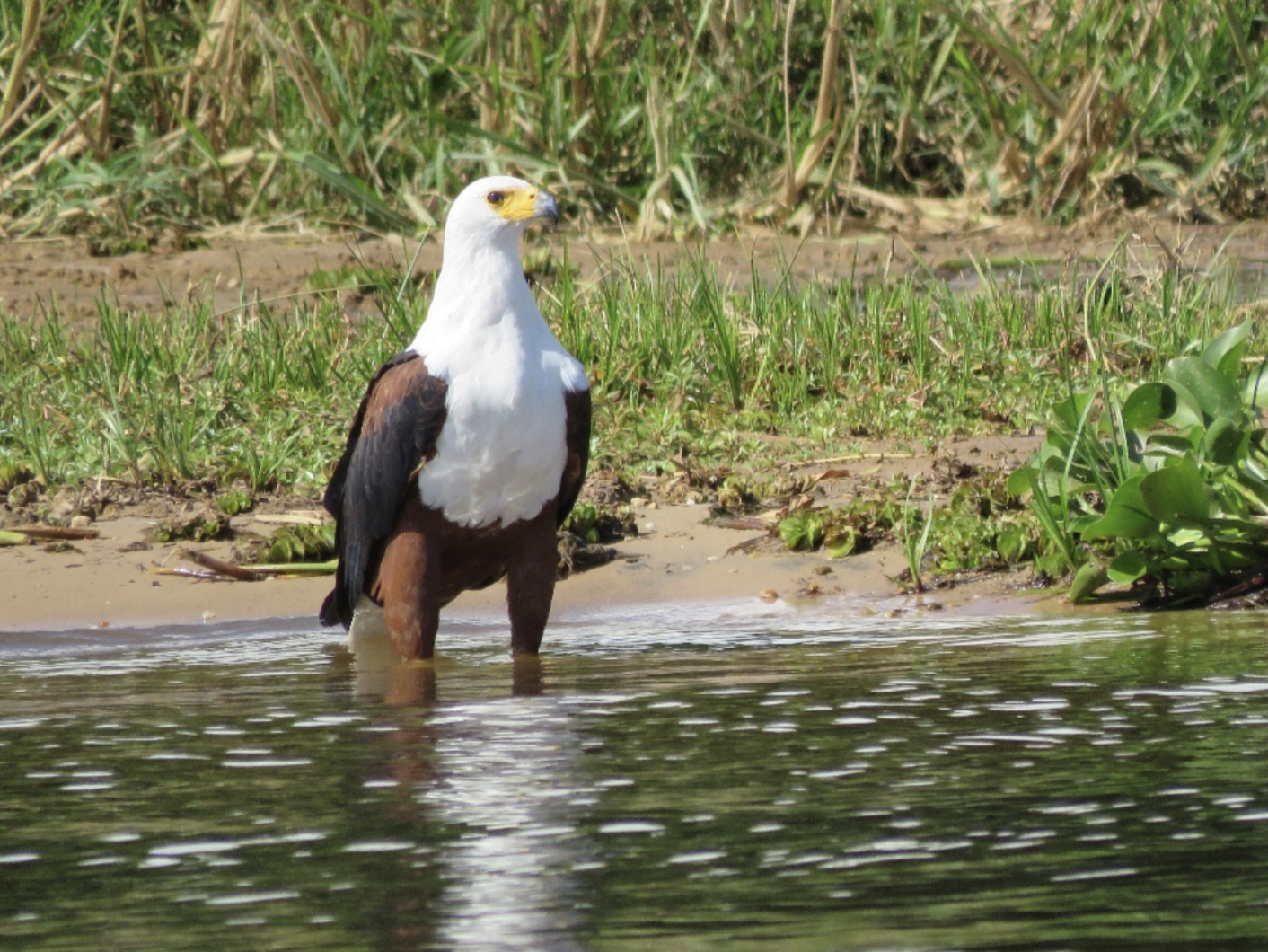 Which Airlines Fly Into Entebbe and Kigali_
