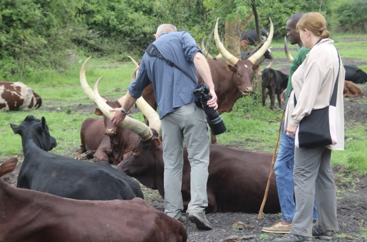 Favourite clients, Carol & Tim, meeting the long-horn cows in Uganda Favourite clients, Carol & Tim, meeting the long-horn cows in Uganda