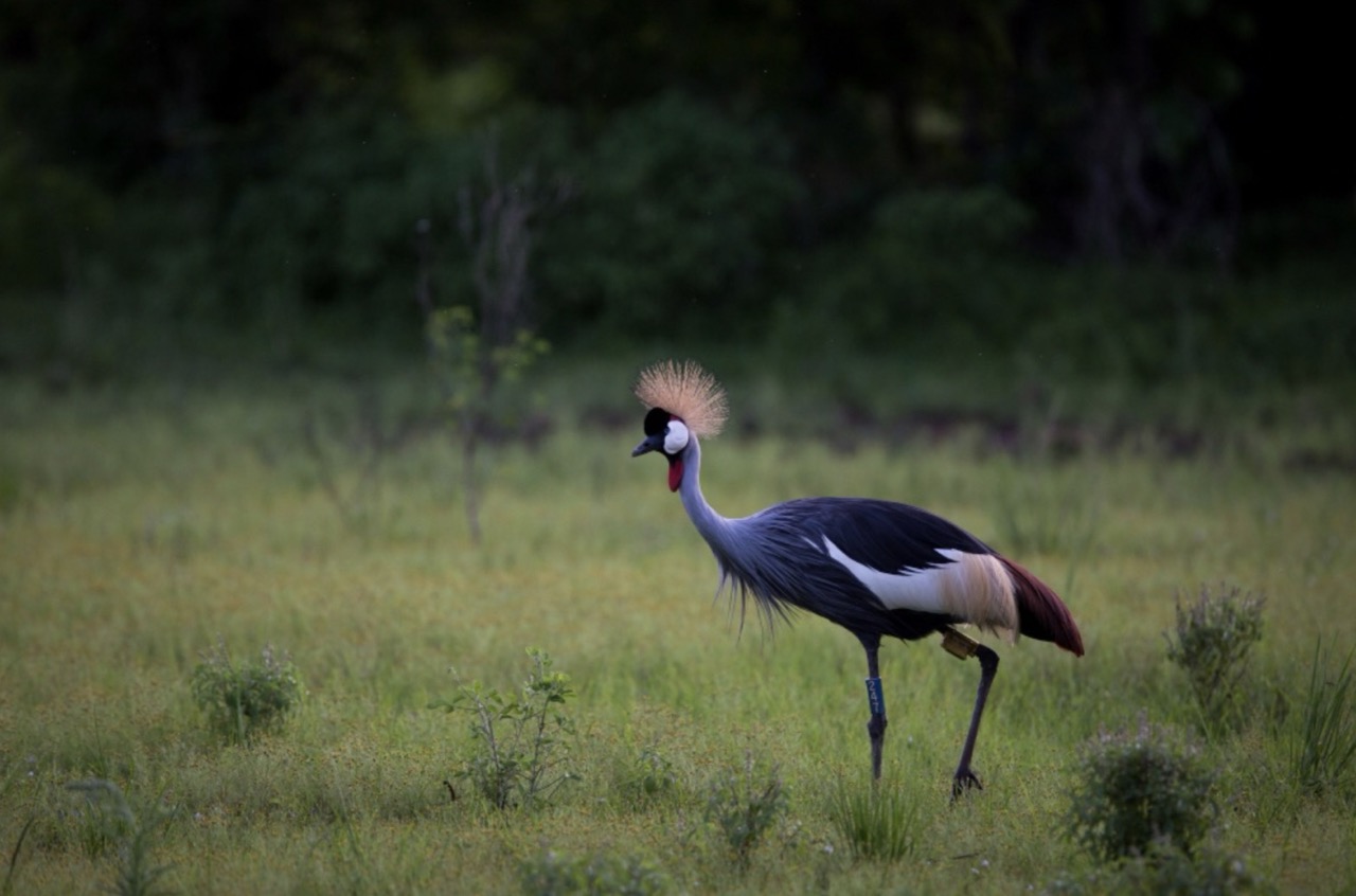 Uganda's national bird, the Grey-Crowned Crane Uganda's national bird, the Grey-Crowned Crane