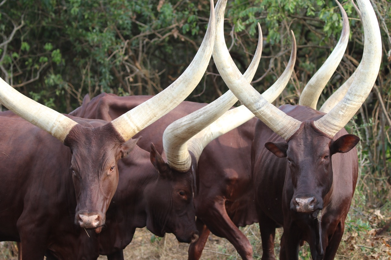 Ankole cows Large