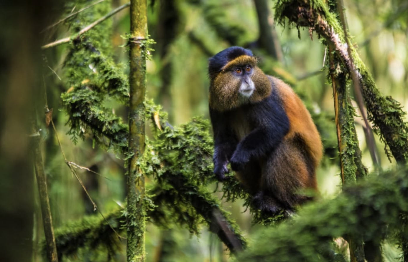 A Golden monkey A Golden monkey in Uganda
