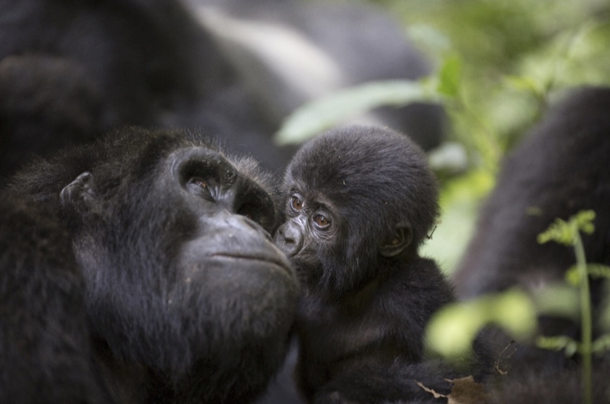Gorilla trekking Gorilla trekking
