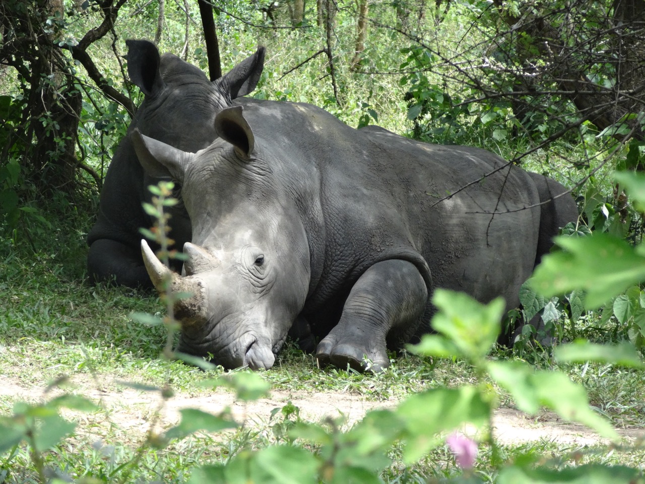Southern white rhinos Large Southern white rhinos