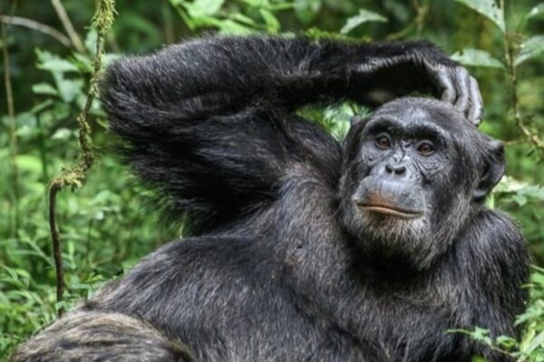 Gorilla A Gorilla seen on safari in Uganda