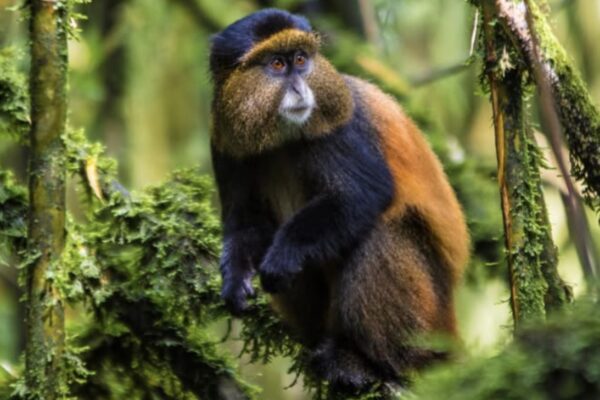 Golden monkey Golden monkey spotted on a safari in Rwanda