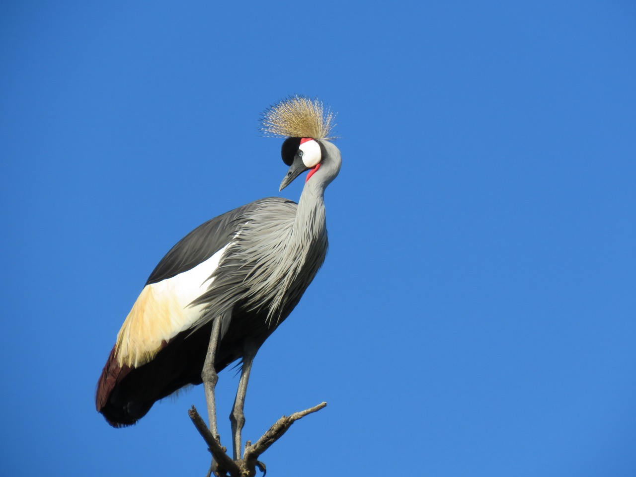 National bird of Uganda; Grey-Crowned Crane National bird of Uganda; Grey-Crowned Crane
