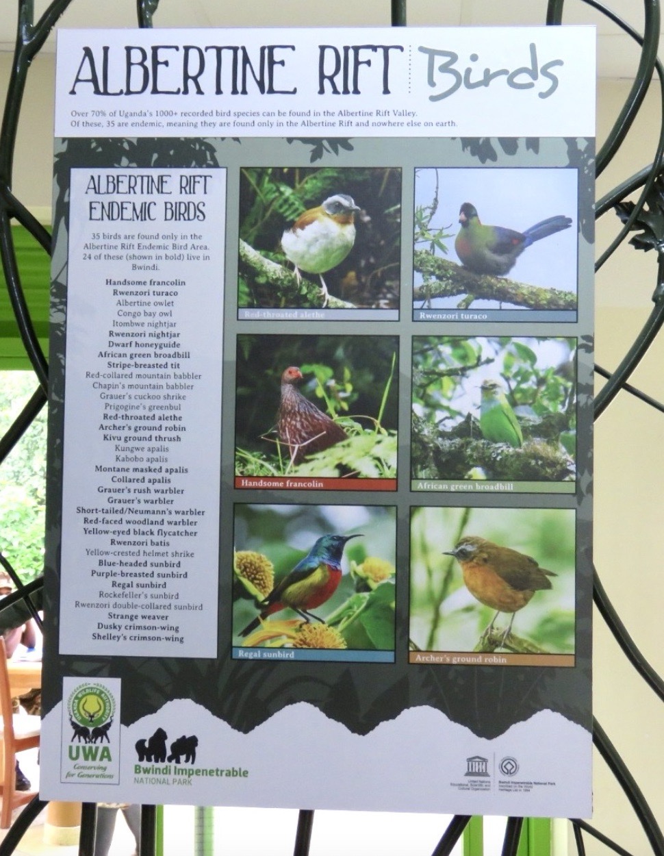 Albertine Rift Endemic Bird Area 35 birds found only in the Albertine Rift Endemic Bird Area